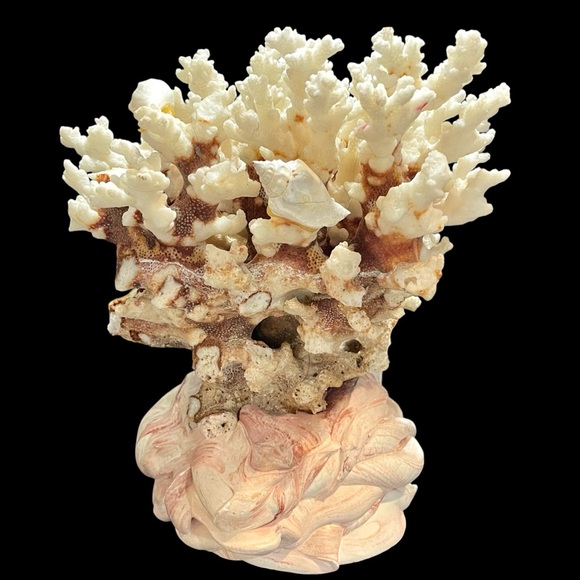 Vintage 1950s Natural Dried Coral Specimen Large Sculpture with Ceramic Base - Picture 4 of 12